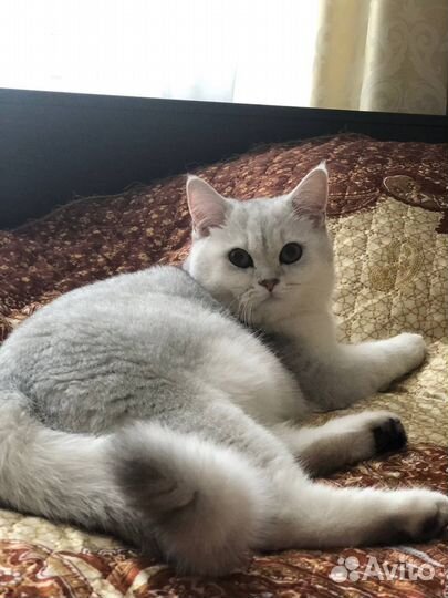 Коты в добрые руки