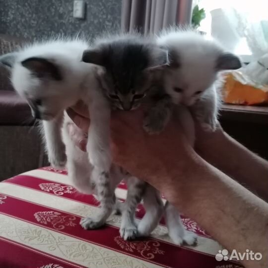 Котята в добрые руки