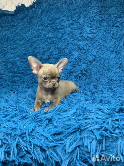 Чихуахуа мальчик
