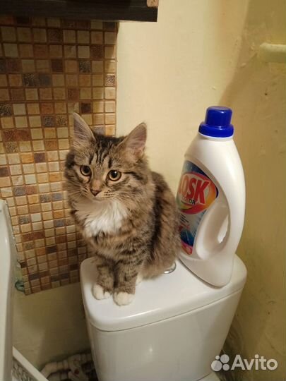 Понтовая Кошка