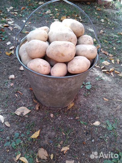 Продам картофель с доставкой