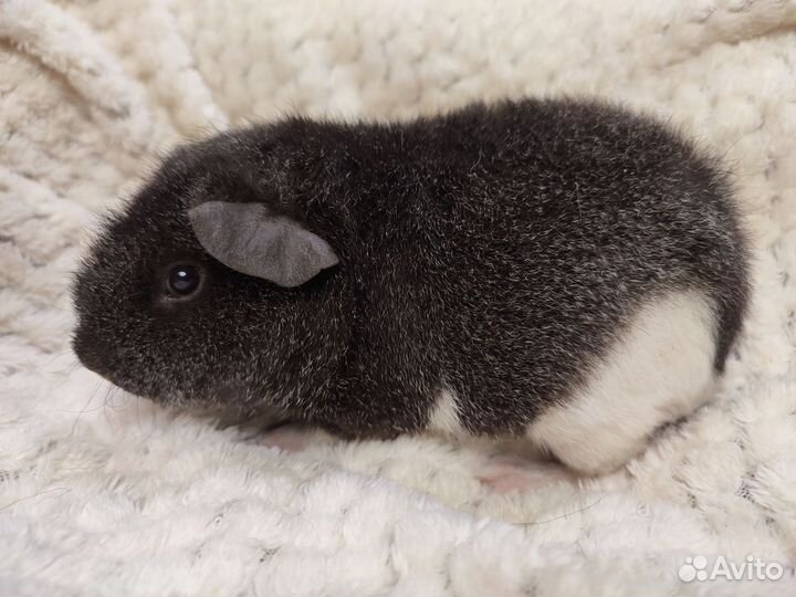 Морские свинки Американский тедди