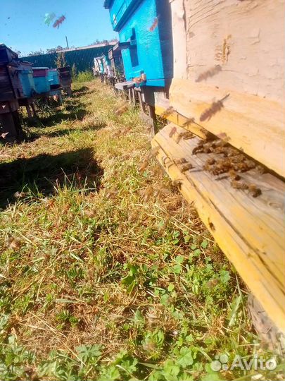 Продам пчелосемьи