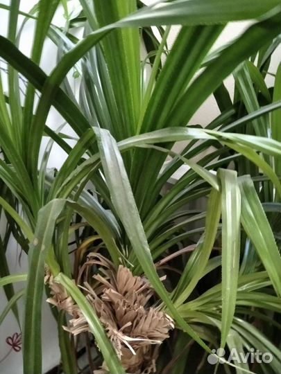 Пальма панданус