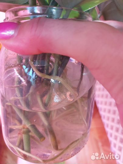 Сциндапсус пиктус треби