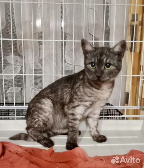 Котенок девочка в добрые руки