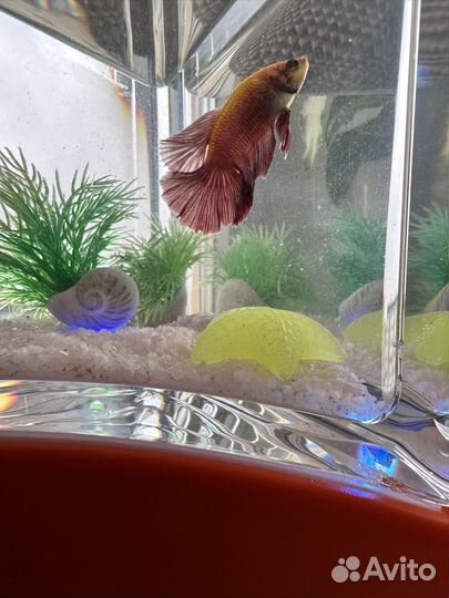 Аквариум с рыбками