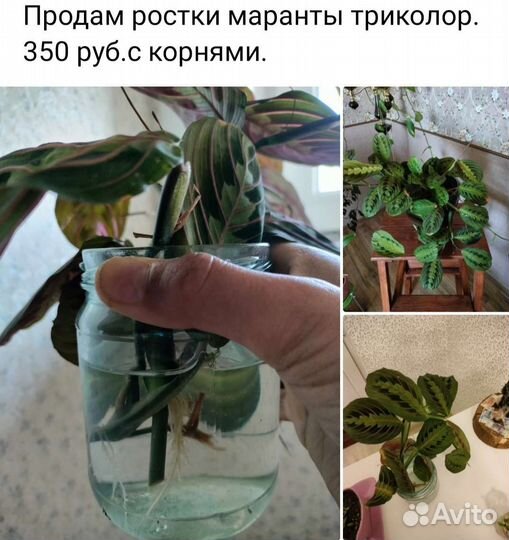 Маранта триколор