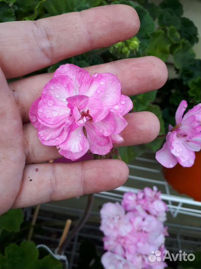 Пеларгония герань ю моя прелесть
