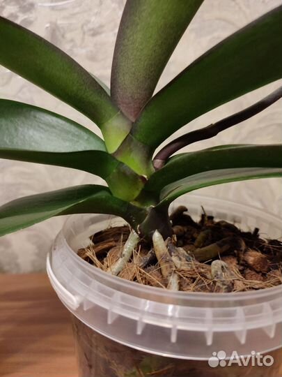 Орхидея Ark's Happy Magician