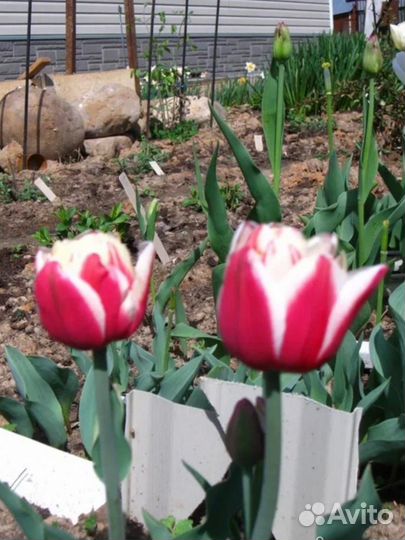Тюльпаны