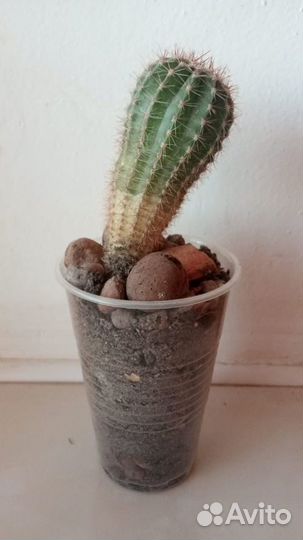 Кактус «Эхинопсис»