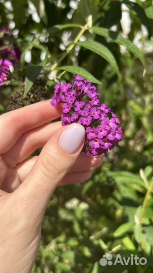 Маникюр педикюр