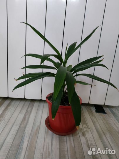 Кордилина зеленая (драцена)
