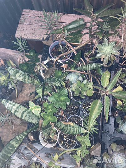 Суккуленты