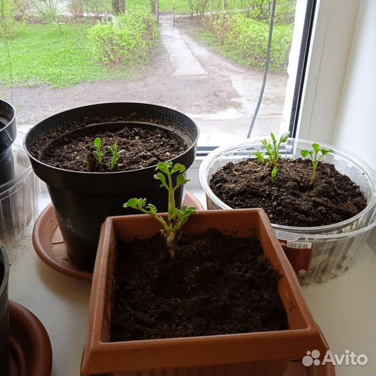 Корни георгинов