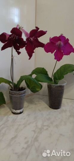 Стрептокарпусы