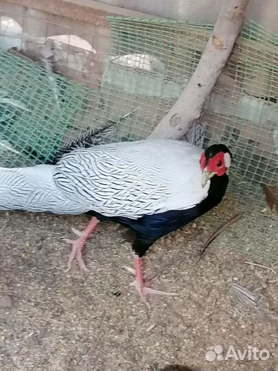 Серебряный фазан