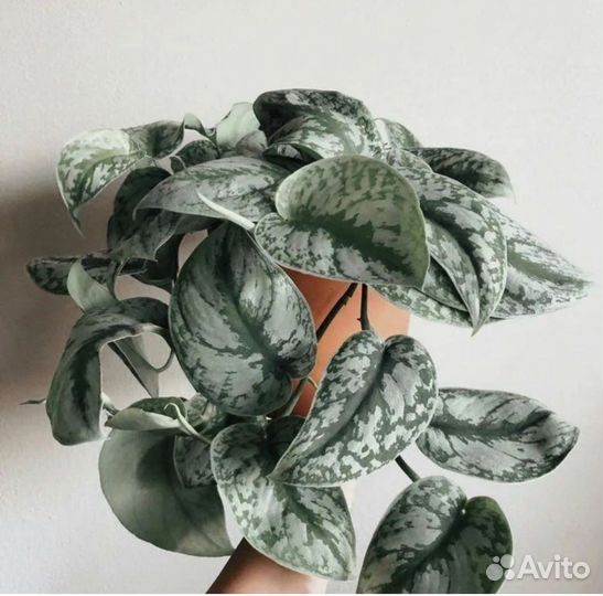 Сциндапсус пиннатум вайт