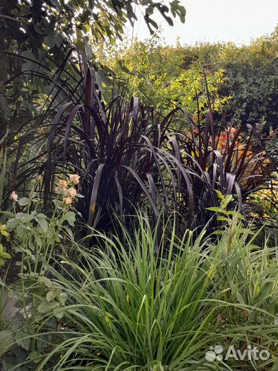 Декоративные злаки