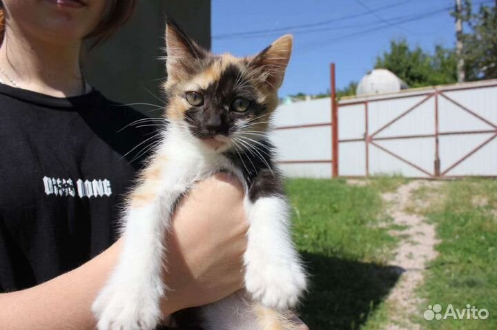 Котята в добрые руки бесплатно
