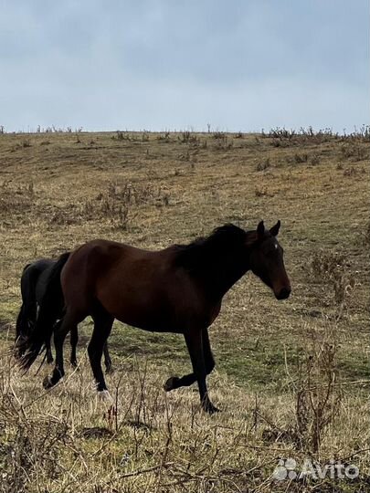 Элитные кобылы