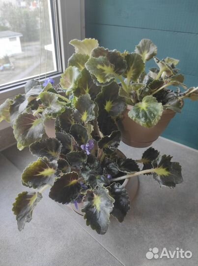 Фиалка в горшке