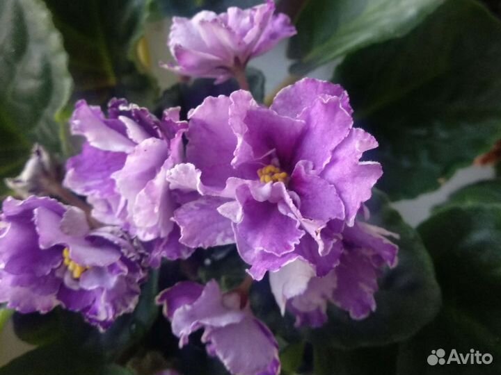 Фиалка сортовая сиреневый туман