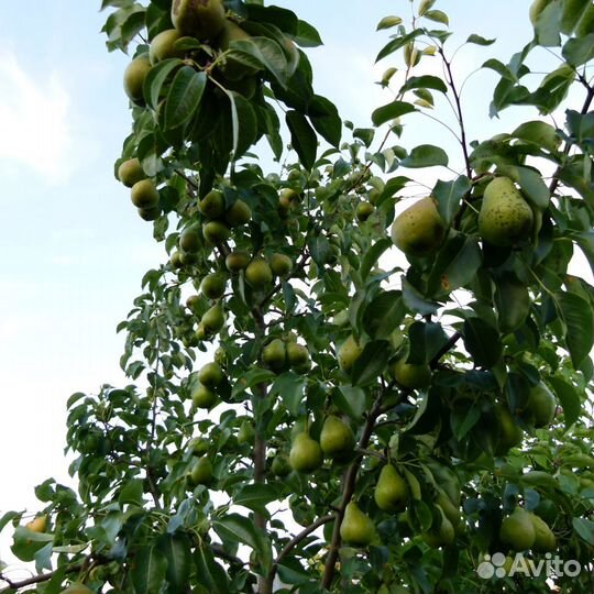 Сорта груши для Твери (саженцы)