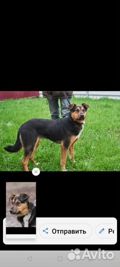 Собаки ищут дом