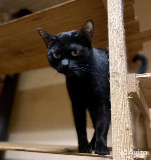 Кошка ласковая в добрые руки