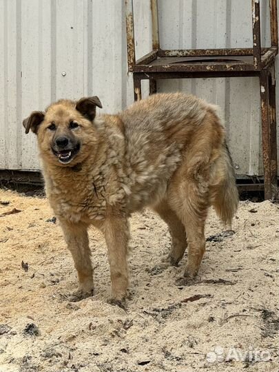 Собака в частный дом для охраны территории и любви
