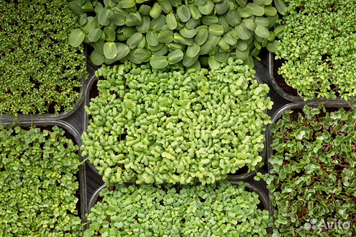 Микрозелень