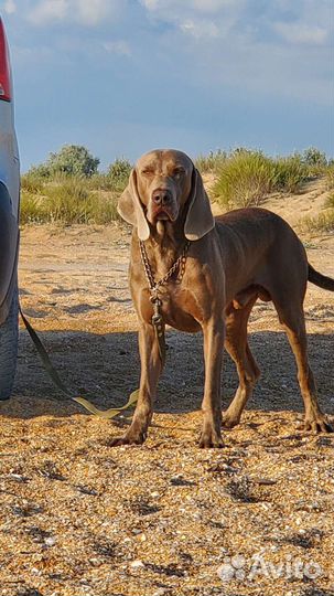 Веймаранер вязка