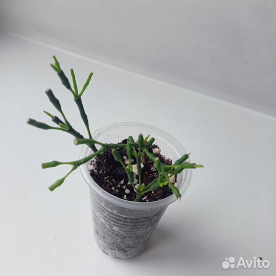 Хатиора солеросовая