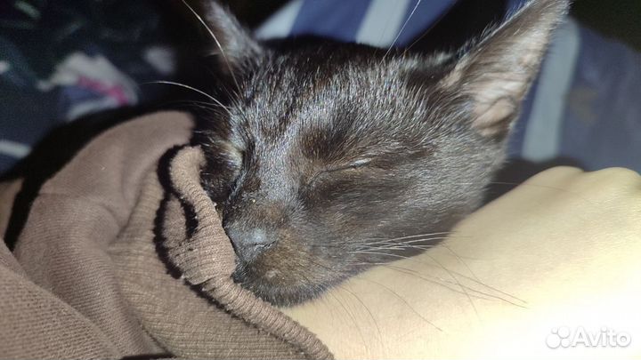 Чёрный котик