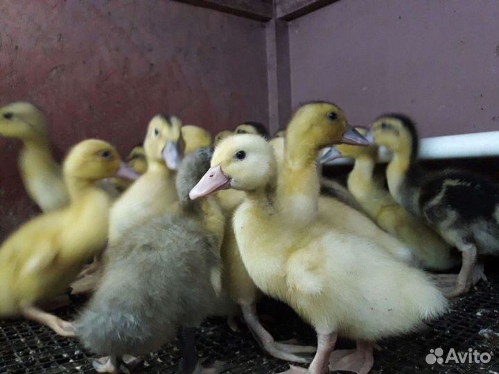 Утята суточные