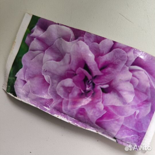 Петуния сортовая