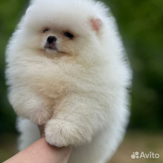 Щенки померанского шпица