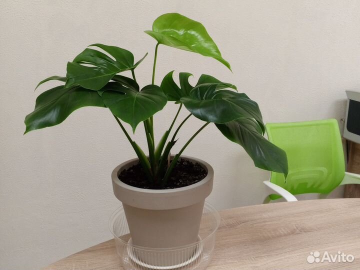 Монстера в напольном 10л горшке