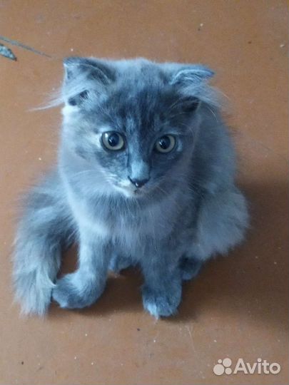 Молодая кошечка бесплатно