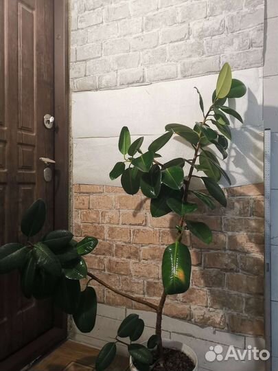 Фикусы, Замиокулькас, Финик, Драцены, Лилии, Цикас