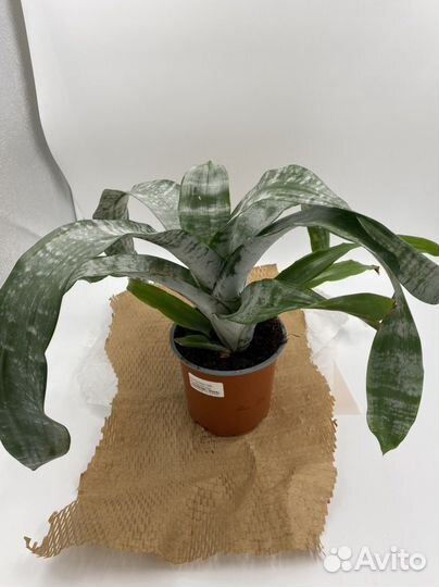 Эхмея Примера