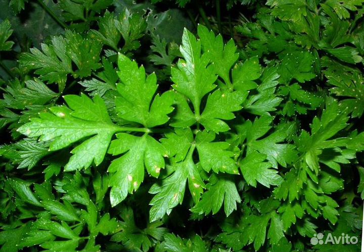 Продам зелень петрушки