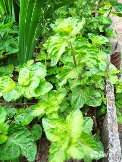 Мята, мелисса, виноград дикий