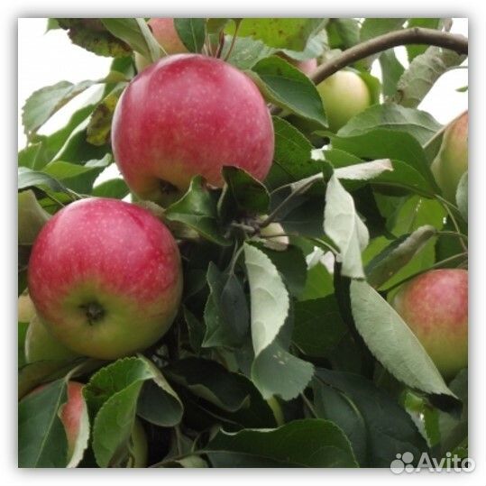 Саженцы Яблони (много сортов)