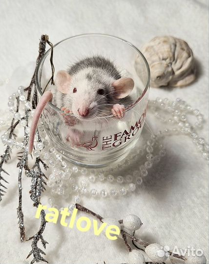 Крысята дамбо от ratlove девочки