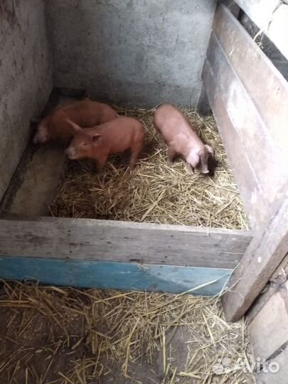 Поросята