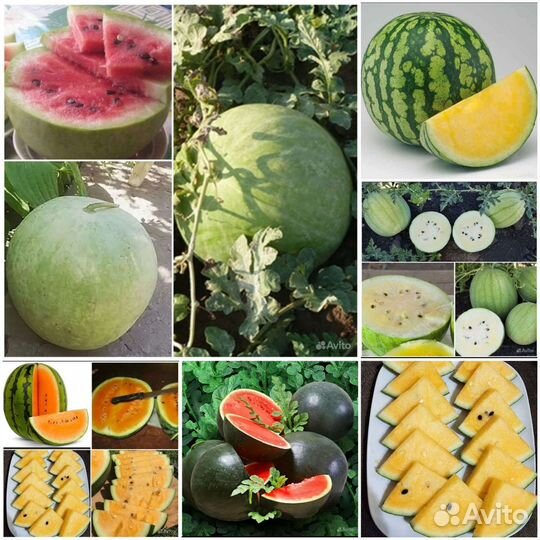 Семена Арбузов