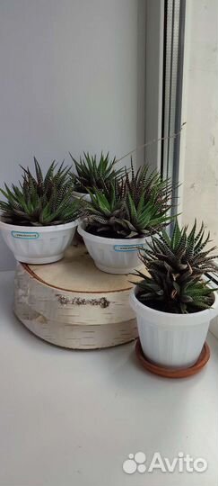 Хавортия полосатая